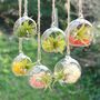 Hanging Glass Air Plant Terrarium Christmas Bauble, thumbnail 1 of 2