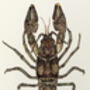 L Is For Louisville Crayfish Illustration Print, thumbnail 2 of 6