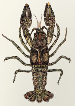 L Is For Louisville Crayfish Illustration Print, 2 of 6