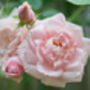 Climbing Rose 'New Dawn' Plant In 5 L Pot, thumbnail 3 of 5