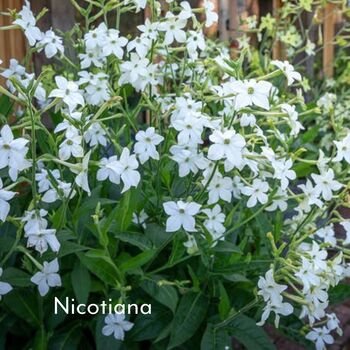 Cottage Garden Flower Seed Gardening Gift, 7 of 11