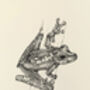 K Is For Kuranda Tree Frog Illustration Print, thumbnail 4 of 6