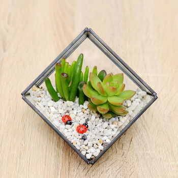 Succulent Glass Cube Terrarium Kit Christmas Gift, 3 of 3