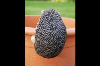 Indoor/Outdoor Detailed Hedgehog Pot Hanger, 4 of 4