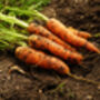 Carrot 'Chantenay' Six X Plug Plant Pack, thumbnail 2 of 6