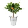 Citrus Calamondin Orange Tree In Decorative Pot, thumbnail 3 of 5