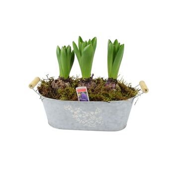 Fragrant Potted Hyacinth Trough – 3 Set, 5 of 7