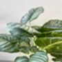 Artificial Calathea Plant In Black Pot, thumbnail 3 of 6