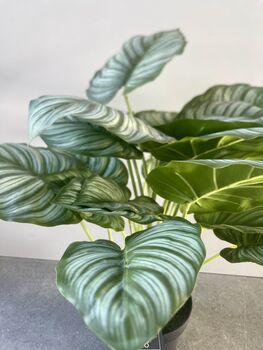 Artificial Calathea Plant In Black Pot, 3 of 6
