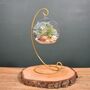 Diy Air Plant Terrarium Kit Hanging Terrarium Gift Light Blue Moss With Optional Gold Stand, thumbnail 3 of 7