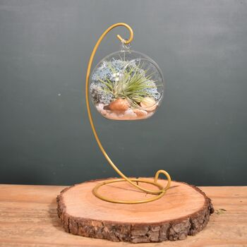 Diy Air Plant Terrarium Kit Hanging Terrarium Gift Light Blue Moss With Optional Gold Stand, 3 of 7