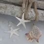 Sterling Silver Starfish Earrings, thumbnail 3 of 6