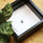 Small Campo Del Cielo Meteorite Fragment Box Frame Museum Quality Natural History Interior Design Home Decor Real Authentic Gift Ornament, thumbnail 2 of 5