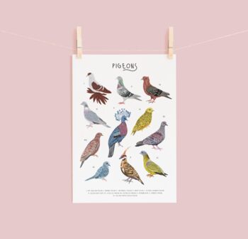 Types Of Pigeons Print, 2 of 3
