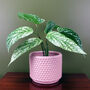 35cm Artificial Spotted Leopard Plant In Planter, thumbnail 3 of 3