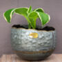 Myrtle Galvanised Zinc Set Of Two Wall Planters, thumbnail 4 of 6