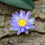 Water Lily Blue Flower Brooch, thumbnail 1 of 4
