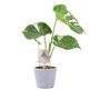 Monstera Thai Constellation – Rare Variegated Houseplant – Free Standard Gift Wrap, thumbnail 2 of 9