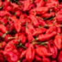 Chilli Plants, Ghost Chilli 'Bhut Jolokia', thumbnail 7 of 9