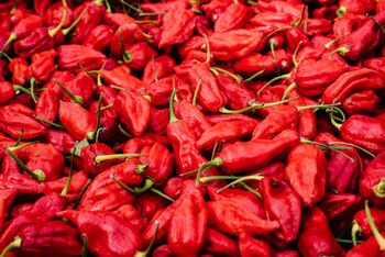 Chilli Plants, Ghost Chilli 'Bhut Jolokia', 7 of 9