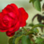 Floribunda Rose 'Trumpeter' One X Bare Rooted Plant, thumbnail 7 of 7