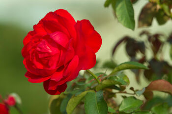 Floribunda Rose 'Trumpeter' One X Bare Rooted Plant, 7 of 7