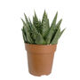 Lawyers' Tongue Aloe Succulent House Plant, thumbnail 7 of 7