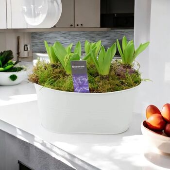 Fragrant Hyacinth Indoor Planter In White Trough, 7 of 7