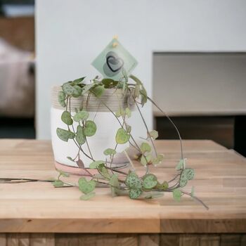 String Of Hearts Trailing Indoor Plant In8.5cm Pot, 9 of 9