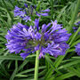 Agapanthus Ever Sapphire, Sapphire 45th Anniversary, thumbnail 1 of 2