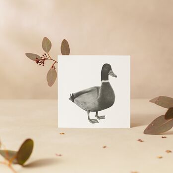 Rana The Duck Luxury Blank Greeting Card, 3 of 4