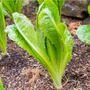 Salad Plants Lettuce 'Cos' 12 X Full Plant Pack, thumbnail 3 of 5