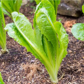 Salad Plants Lettuce 'Cos' 12 X Full Plant Pack, 3 of 5