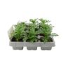 African Marigold Mixed 12 Plants For Borders, thumbnail 2 of 2
