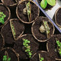 Herb Garden Seedcell Selection Box, thumbnail 7 of 10