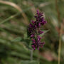Spring Foraging Walk For One In The South Downs, thumbnail 9 of 11