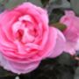 Mum In A Million Rose Bush – Fragrant Pink Gift Rose, thumbnail 1 of 7