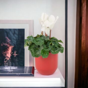 White Cyclamen Indoor Flowering Plant In 13cm Pot, 2 of 3