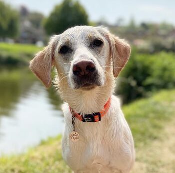 'Oh Bugger I'm Lost' Dog ID Name Tag, 3 of 9