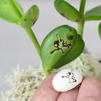 Magic Fairy Bean Grow Set, 2 of 7