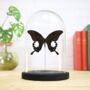 Great Helen Insect Bug Moth Butterfly Bell Jar Entomology Taxidermy Interior Design Home Decor Cloche Modern Display Gift Ornament, thumbnail 1 of 4