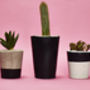 Set Of Three Black Concrete Pots W/Cacti And Succulents, thumbnail 1 of 7