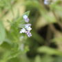 Forget Me Not Wildflower Seed Boxes, thumbnail 7 of 7