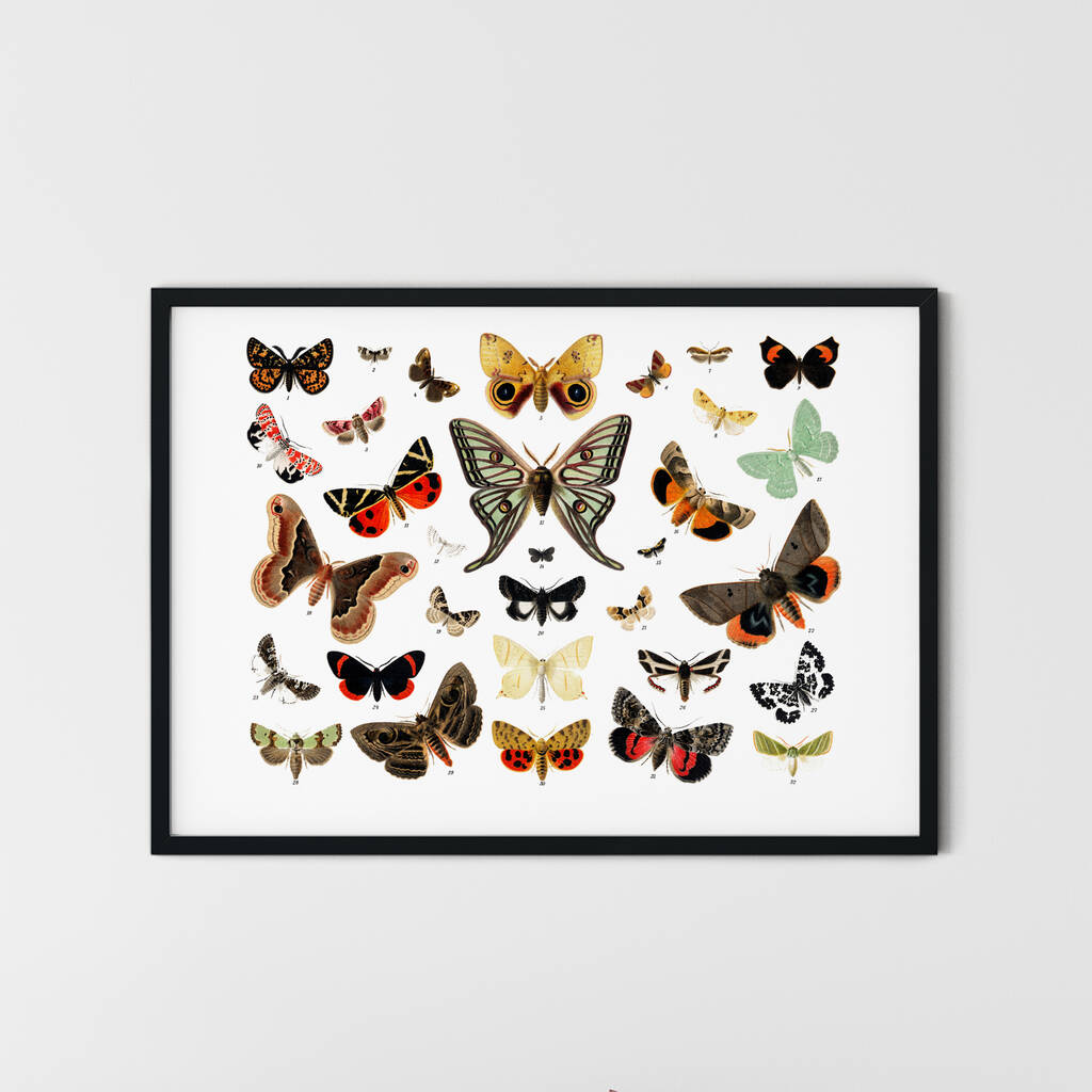 Vintage Butterfly Wall Art Giclee Print By MyTypePrint