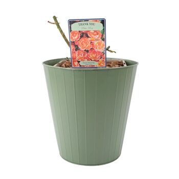 Rose 'Thank You' Bush Fragrant5.5 L Pot Garden Gift, 6 of 8