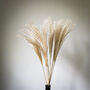 Dried Miscanthus Natural Grass 10 Stems, thumbnail 1 of 6