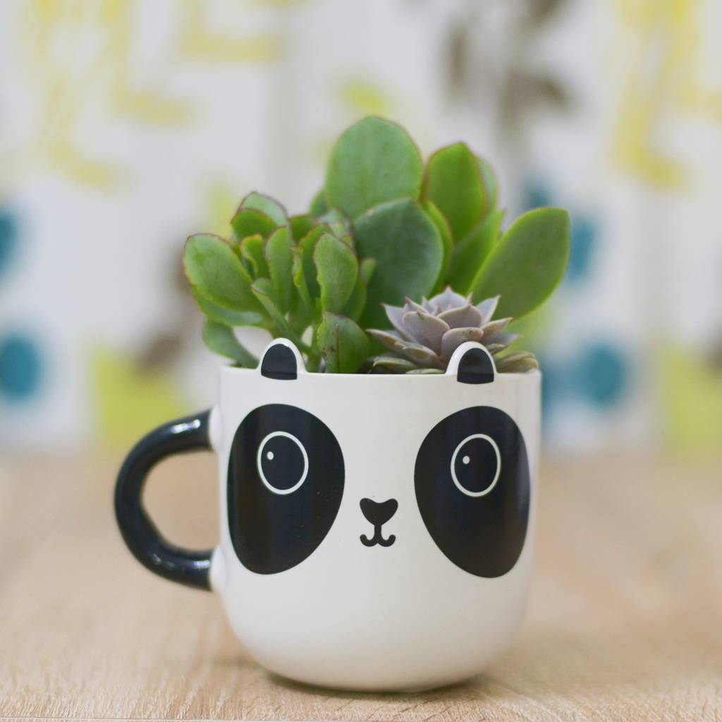 Panda Mug Planter With Choices Of Plants, 1 of 3