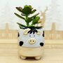 Cow Chick Planter With Choice Of Plant, thumbnail 5 of 6