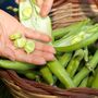 Seeds Broad Beans 'Imperial Long Pod' 12 X Seed Pack, thumbnail 8 of 9