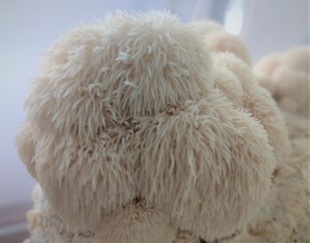 Fresh Lion's Mane Mushrooms A.K.A Hericium Erinaceus, 2 of 3